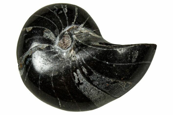 Polished Fossil Nautilus (Cymatoceras) - Unusual Black Color! #329200